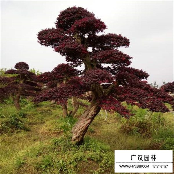 紅花繼木風水禁忌(圖3)
