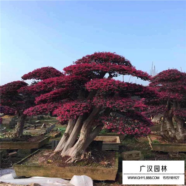 紅花繼木樁盆景