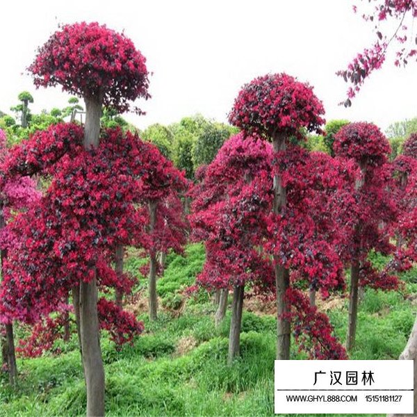 紅花繼木樁盆景