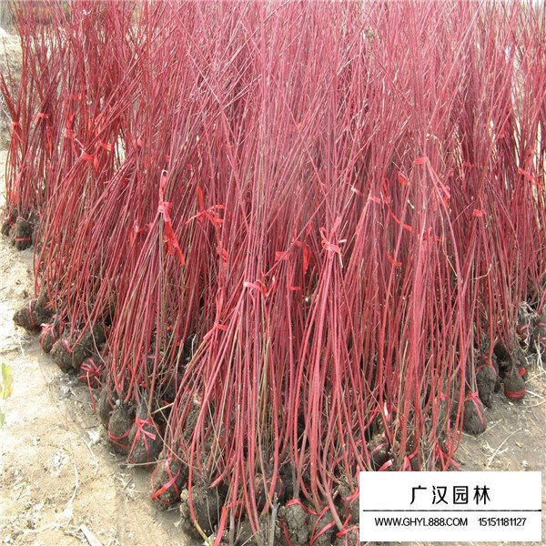 紅端木的價值(圖2)
