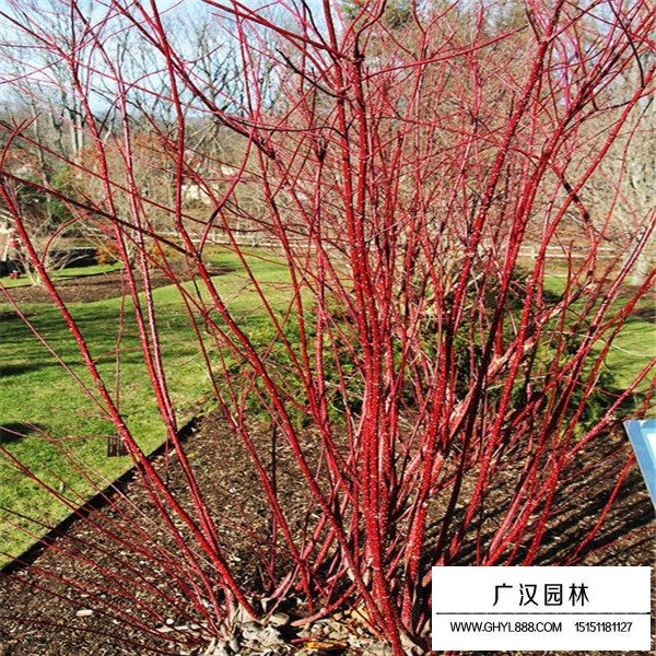 紅端木價值(圖4)