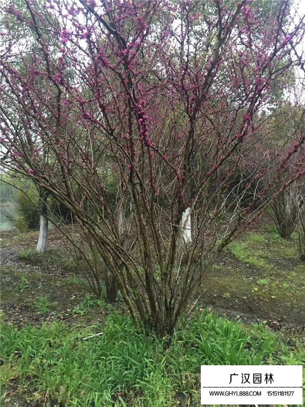 叢生紫荊的花果期(圖4)