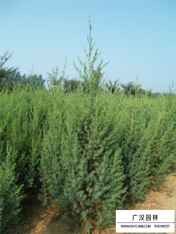 刺柏的田間種植方法(圖4)