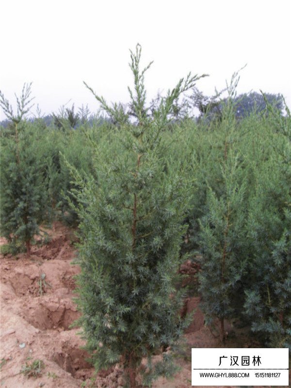 刺柏的種植方法(圖1)