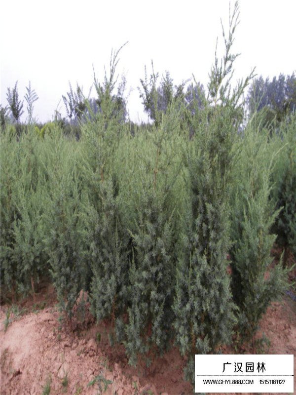 刺柏的花期和果期(圖1)
