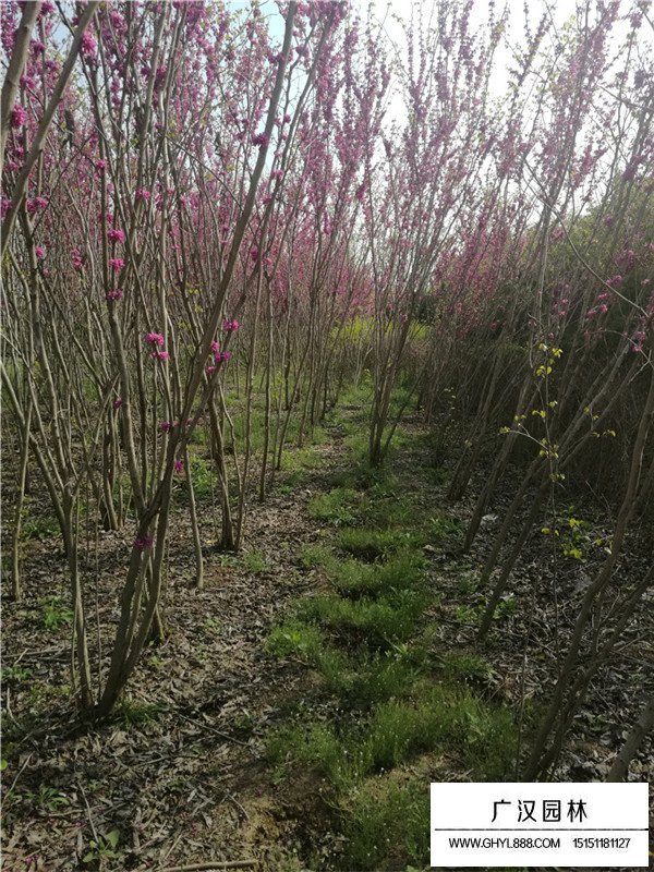 叢生紫荊的管理及種植方法(圖3)
