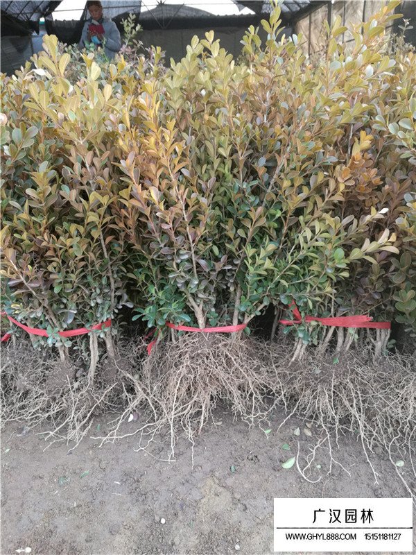 瓜子黃楊苗的種植和栽后澆水(圖2)