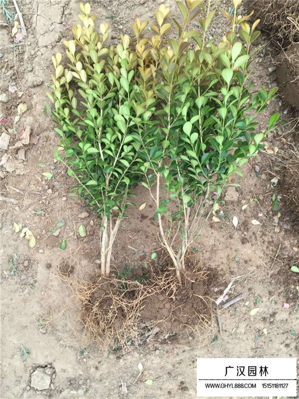 瓜子黃楊苗的種植和栽后澆水(圖4)
