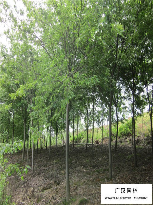 櫸樹的管理及密度調控和種植方法(圖1)