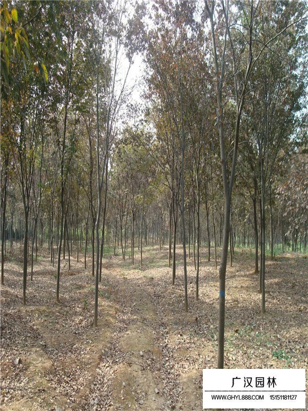 櫸樹種植方法和密度調控(圖2)