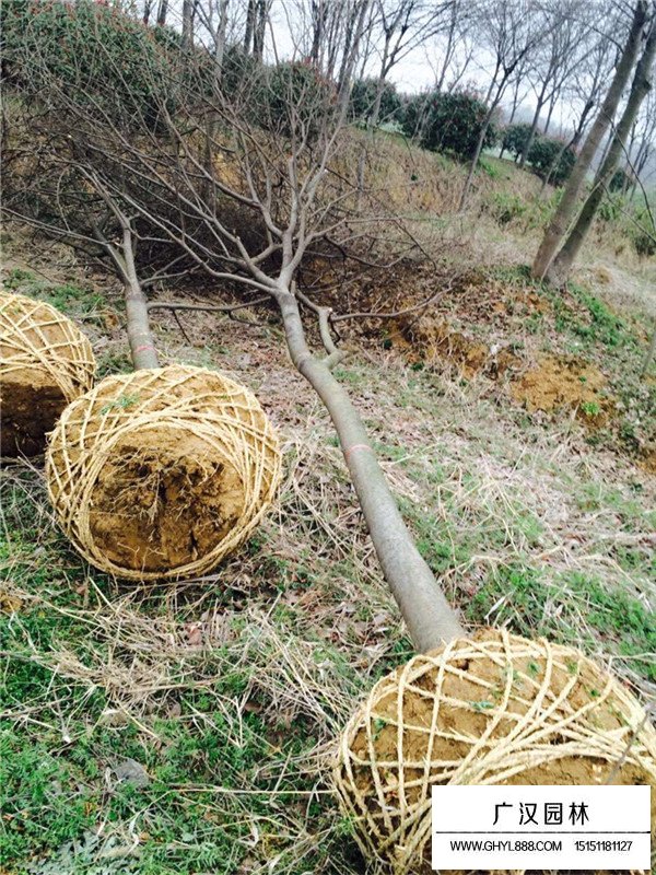 櫸樹種植方法和密度調控(圖4)