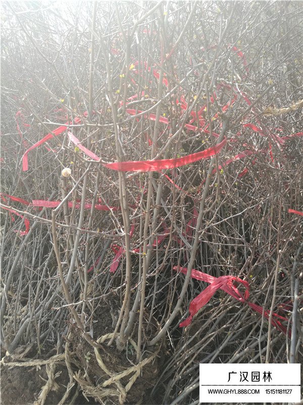 貼梗海棠種植方法(圖3)