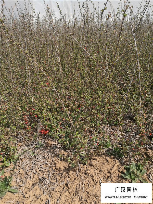 貼梗海棠種植方法(圖4)