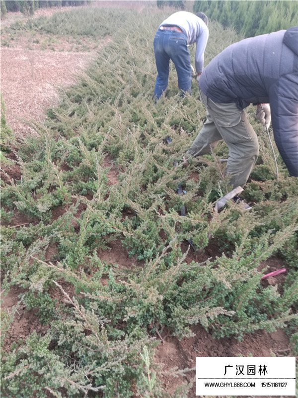 地柏盆景怎么樣造型靚麗(圖1)