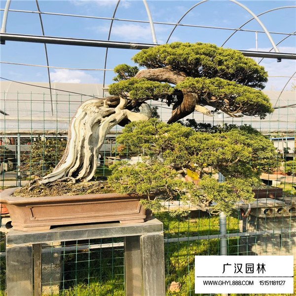 地柏盆景怎么造型秀美(圖1)