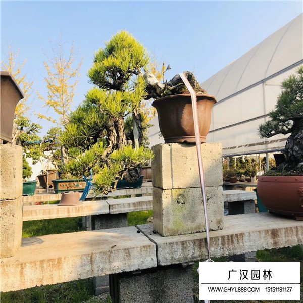 地柏盆景怎么造型秀美(圖2)