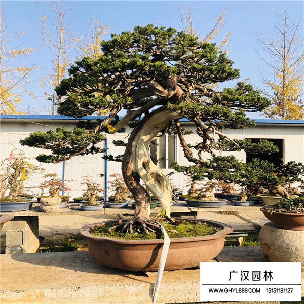地柏盆景怎么造型秀美(圖4)