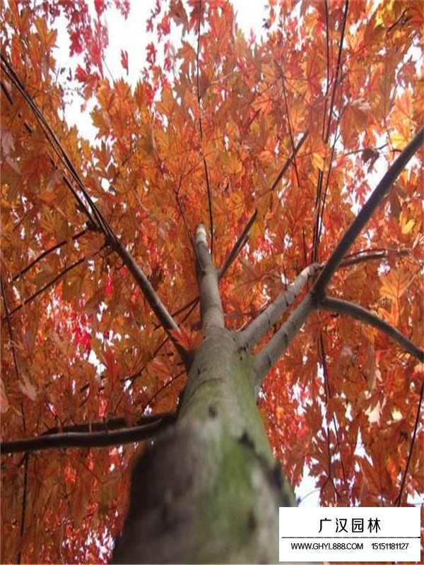 如何讓盆景紅楓樹不長高(圖3)