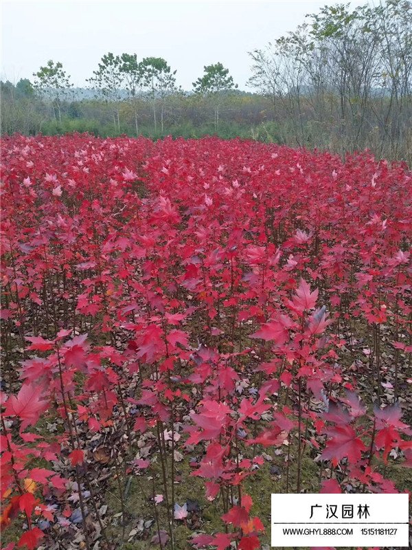 怎么讓盆景紅楓樹不長高(圖3)