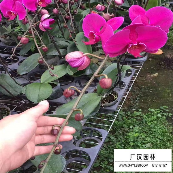 蝴蝶蘭的基地(圖3)