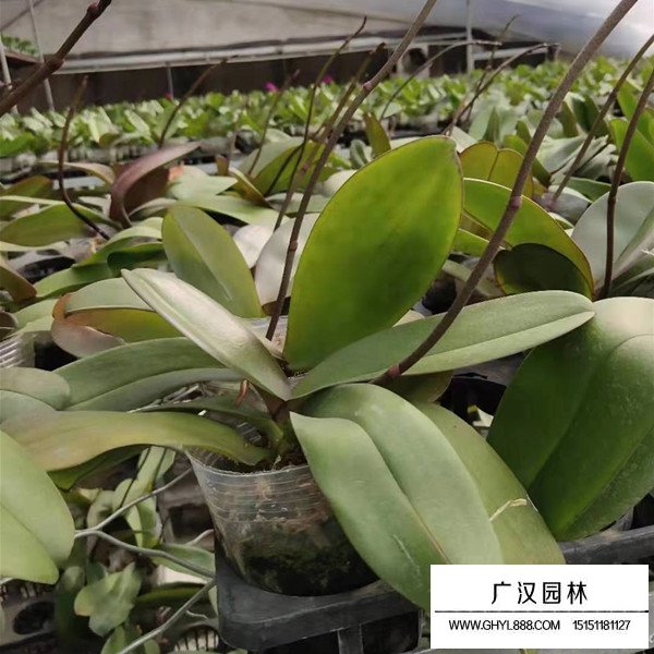 蝴蝶蘭的基地(圖4)