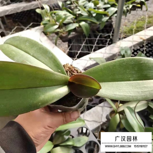 蝴蝶蘭的基地(圖1)
