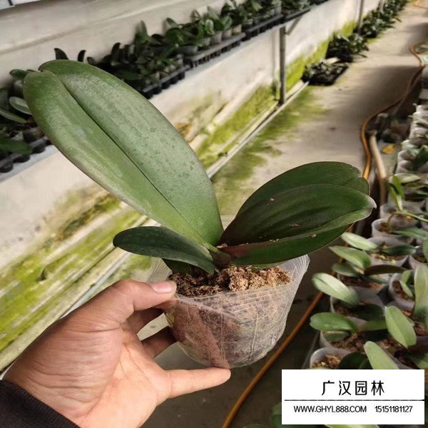 蝴蝶蘭都有哪些規格(圖2)