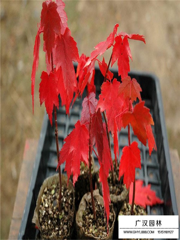 紅楓盆景的栽培方法(圖1)