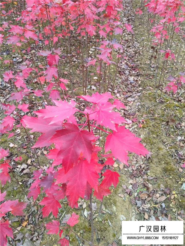 紅楓樹扦插生根最快的方法(圖3)