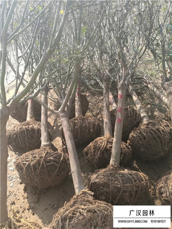 紅楓樹葉子枯萎了怎么辦(圖3)