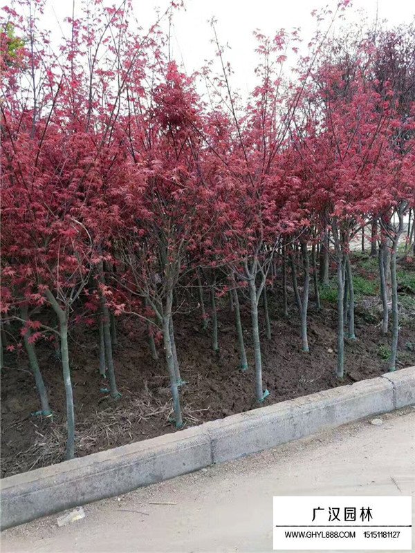 紅楓樹葉子枯了處理(圖3)
