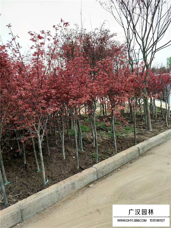 紅楓樹葉子枯了處理(圖4)