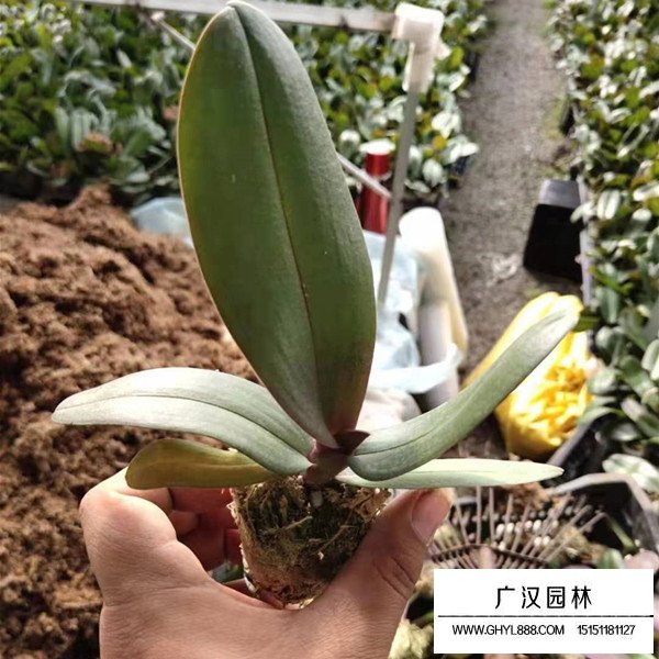 蝴蝶蘭開花日期和果期(圖2)