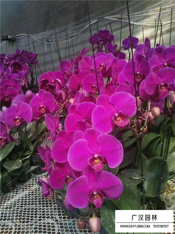 蝴蝶蘭開花日期和果期(圖3)