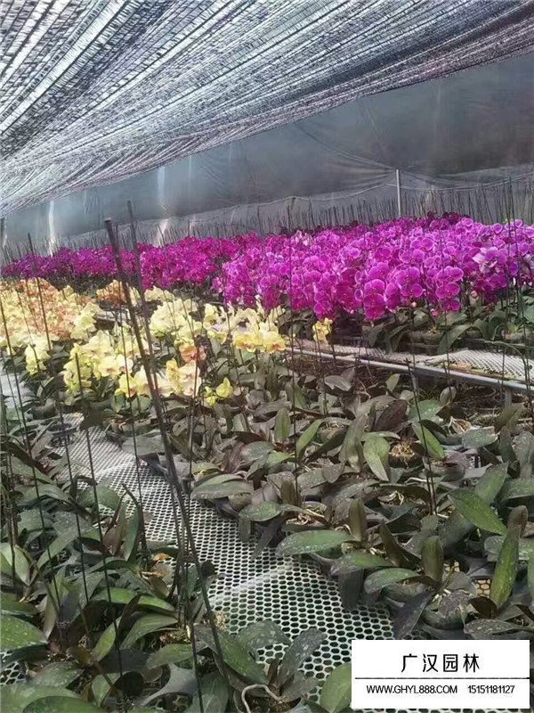 蝴蝶蘭開花日期和果期(圖4)