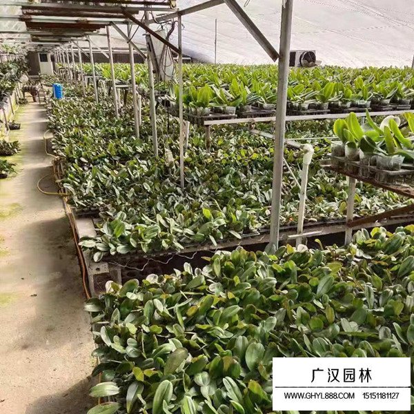 2020蝴蝶蘭的市場行情(圖3)
