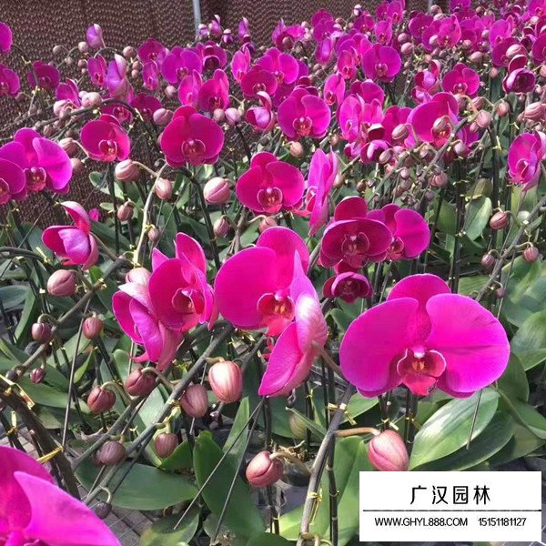 蝴蝶蘭的病蟲害(圖2)
