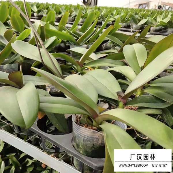 蝴蝶蘭病蟲害(圖2)