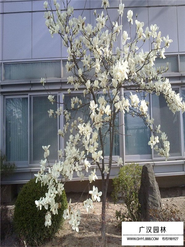 白玉蘭的田間種植方法(圖3)