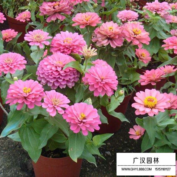 百日草病蟲害防治(圖3)