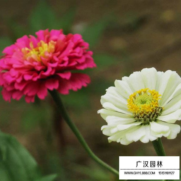 百日草基本信息(圖3)