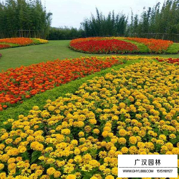百日草介紹(圖1)