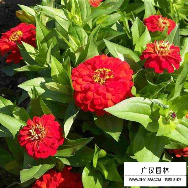 百日草介紹(圖2)