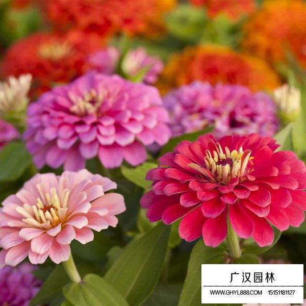 2020百日草市場行情(圖1)