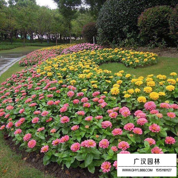 2020百日草市場行情(圖2)