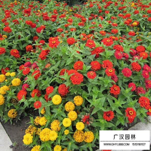 百日草分布在哪里(圖3)