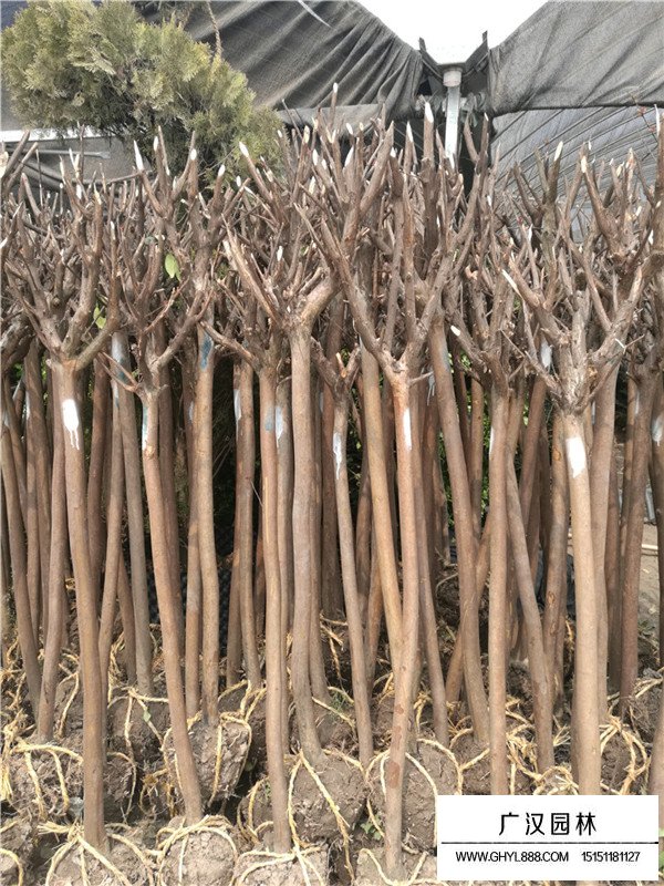 百日紅的花果期(圖1)