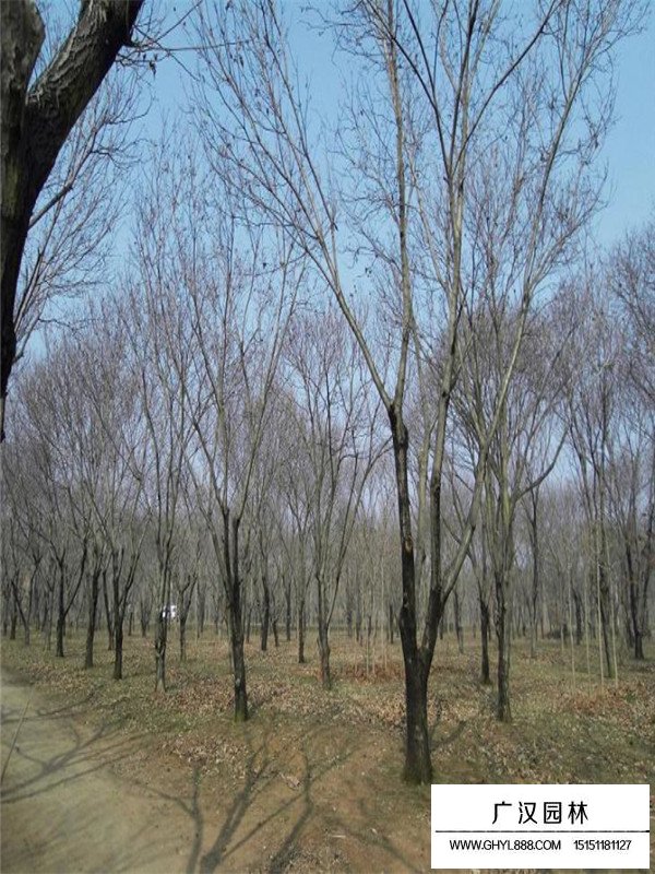 板栗樹病蟲害(圖3)