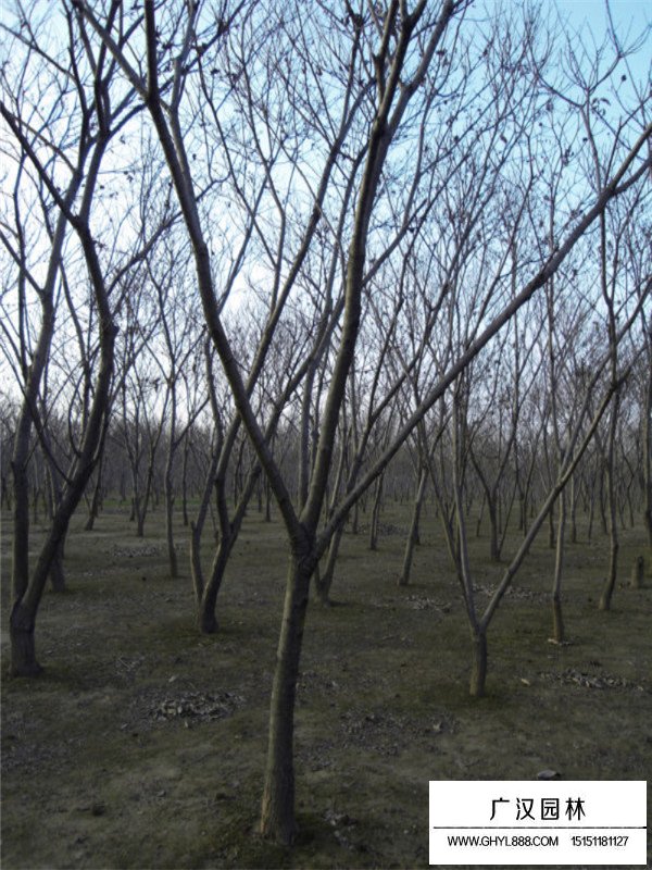 板栗樹的基地(圖4)