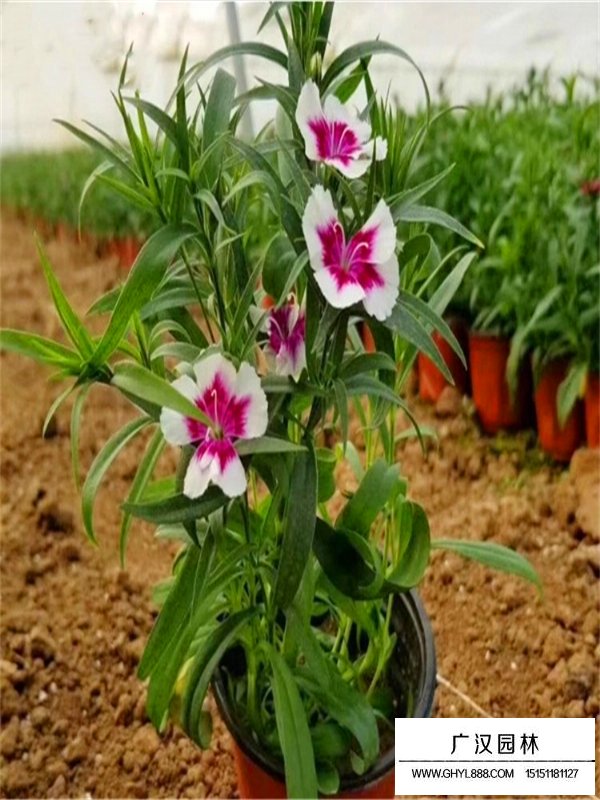 常夏石竹的種植技術(圖3)